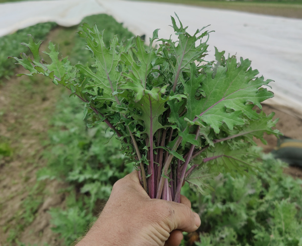 Babykale Bund 