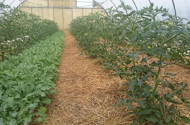 Tomaten gemulcht mit Grünschnitt