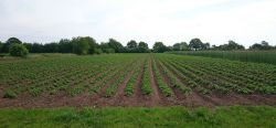 Kartoffeln in unserem Garten im Mai