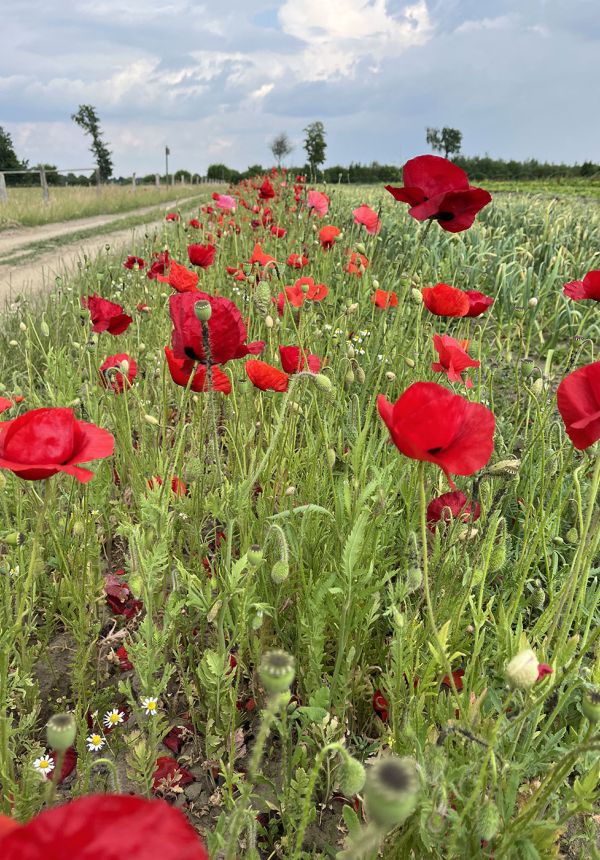Blühender Mohn am Weg