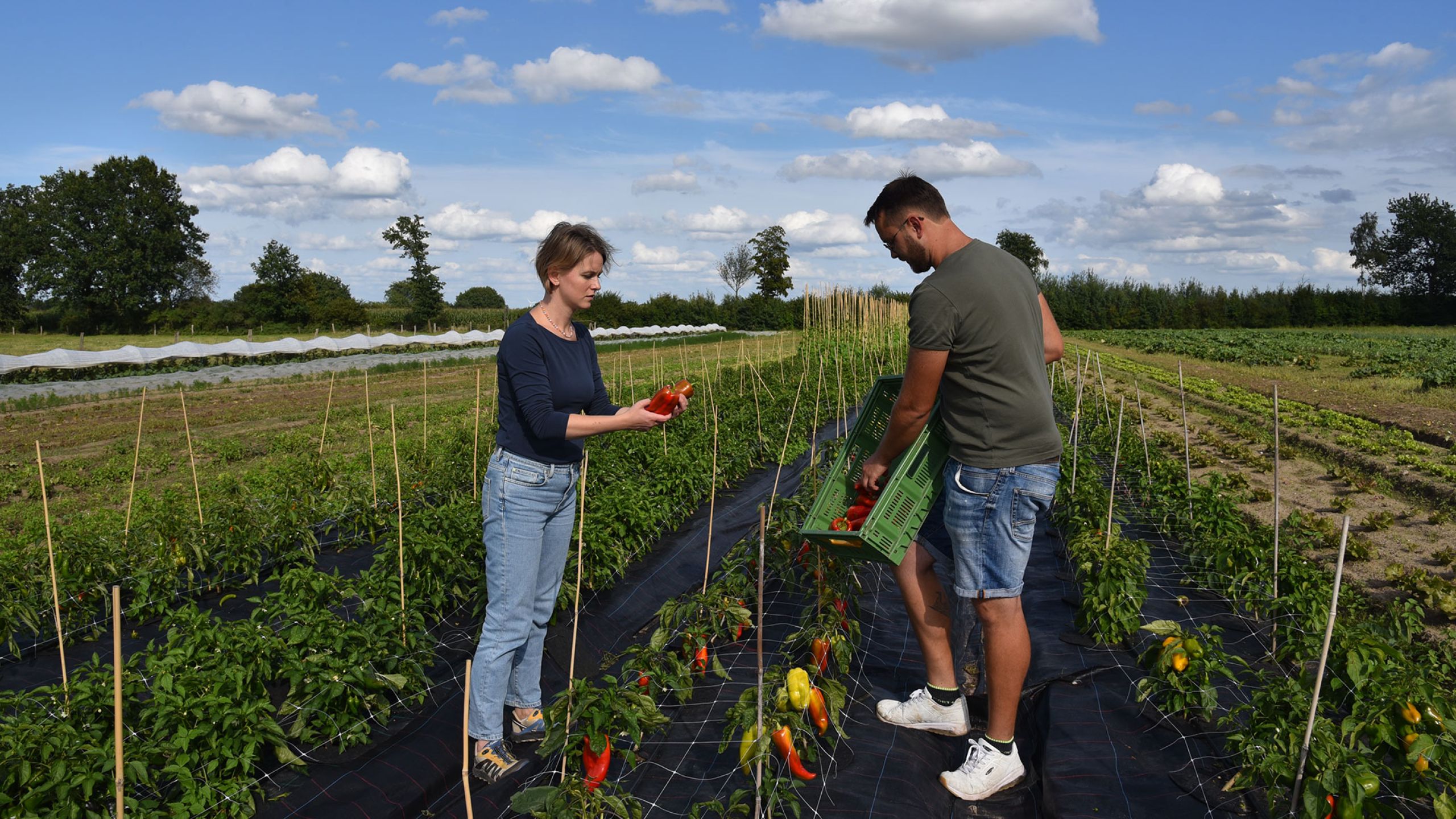 Eine junge Frau und ein junger Mann ernten Paprika im Garten