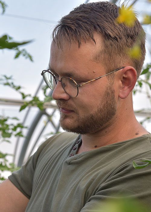 Junger Mann arbeitet im Gewächshaus an Tomaten