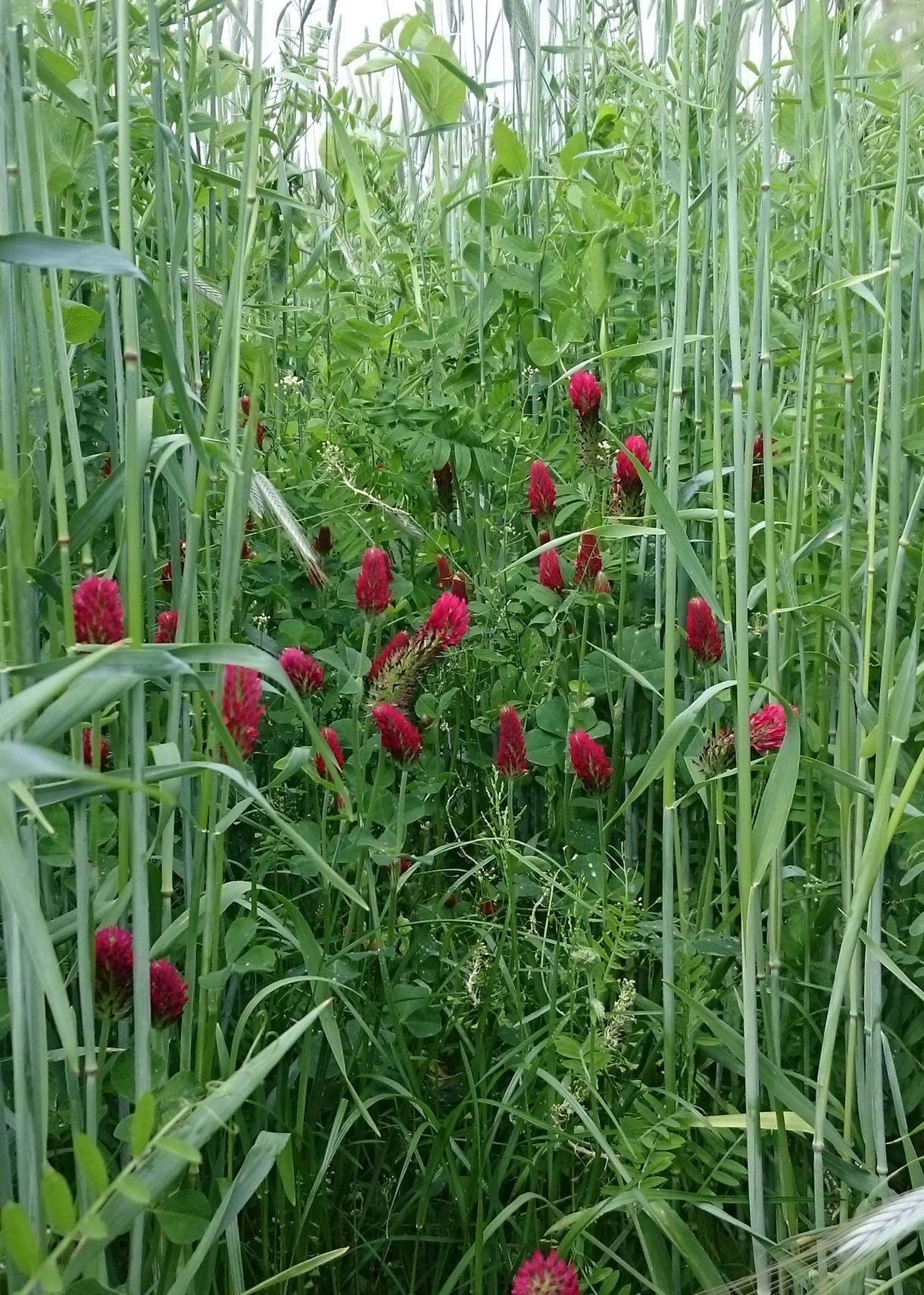 Gründüngungspflanzen Wickroggen mit Inkarnat Klee