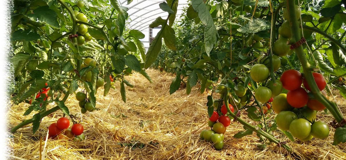 Bio Tomaten organisch gedüngt