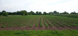 Kartoffeln in unserem Garten im Mai