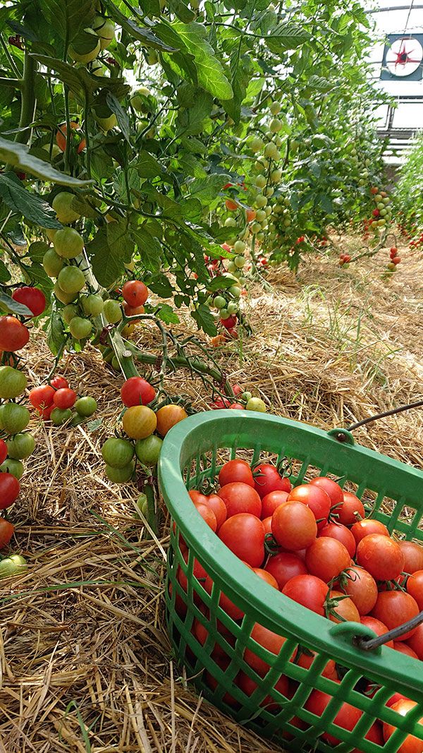 Bio Tomaten frisch geerntet