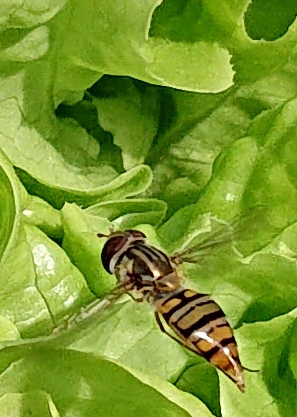 Pflanzenschutz im Bio Gemüsebau